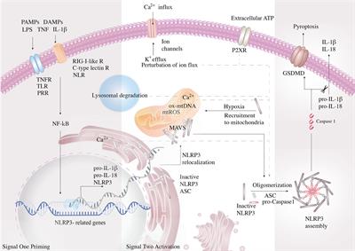 Role of the NLRP3 Inflammasome: Insights Into Cancer Hallmarks